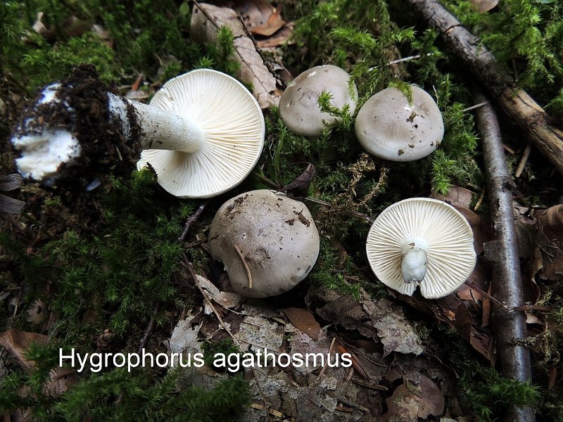 Hygrophorus agathosmus-amf921-1.jpg